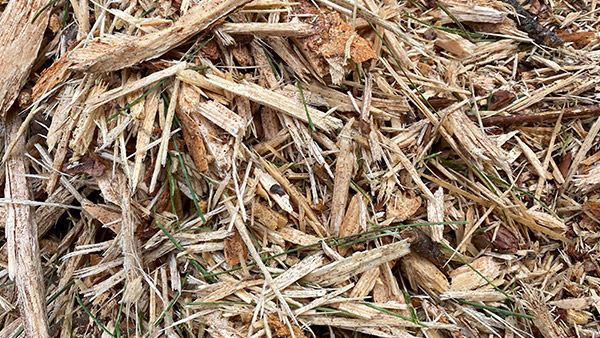 Biomass for
        power plant 